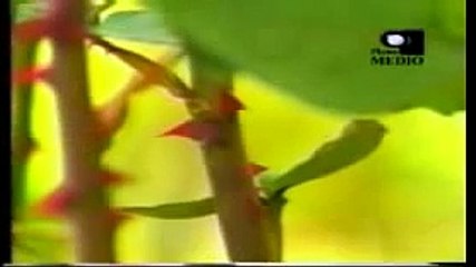 Los Caminos al Mar - Primera Parte (1 de 13)