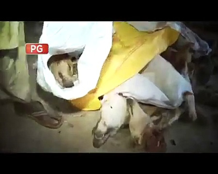 Selling Dogs meat in Karachi. Unbelievable!