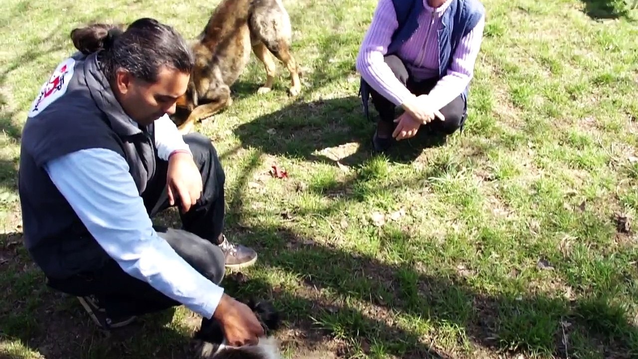 Acţiune de prindere şi sterilizare VIER PFOTEN.mpg