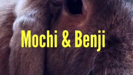 What bunnies do for fun!