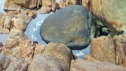 OMG this Aussies narration of this Octopus attacking a crab is priceless