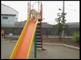 〈Akita Inu playing on a slide〉秋田犬、すべる