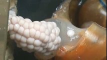 Pomacea laying eggs