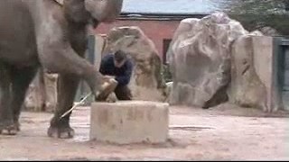 Sonim XP1 - elephant test