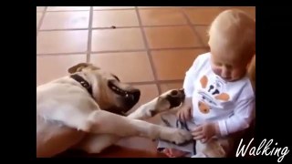 Funny Labrador - A Funny Dog Videos Compilation