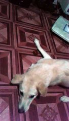Zoey Fighting with a Rambutan Fruit - Dog Funny Videos