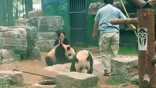 Panda Cubs Trying to Help