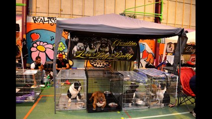 bully show E.B.R namur