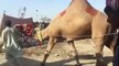 Dancing Camels Karachi Mandi Demand 3.5 lac