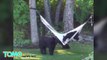 Bears playing on hammock videoed in New Jersey: Bear cubs and mother mess around - TomoNews