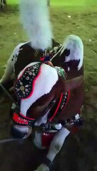 Sold out 4 lac 40 thousand from Sufi Cattle Farm 2015.