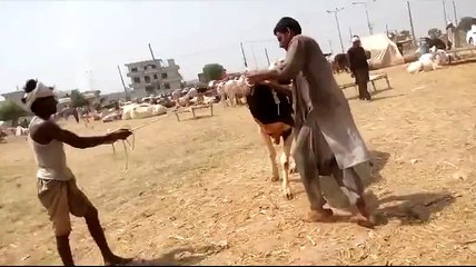 Nehlana Mehnga Par Gya