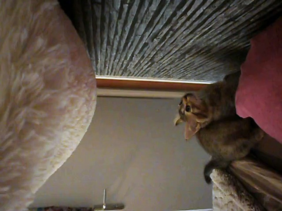 Spock fait des abdos le 13/09/2015