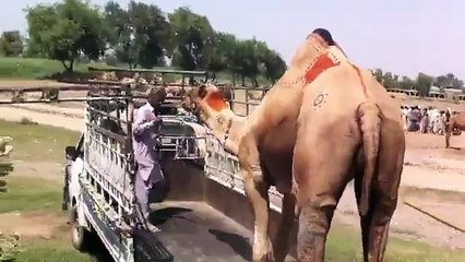 Sold out in 170k  First Camel Loading Mandi