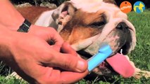 Alimentación y cuidados - Uñas y dientes en perros - Más que perros y gatos 2