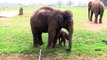 2 Week Old Asian Elephant Calf @ ZSL Whipsnade Zoo