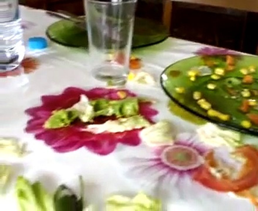 melro tonto- blackbird