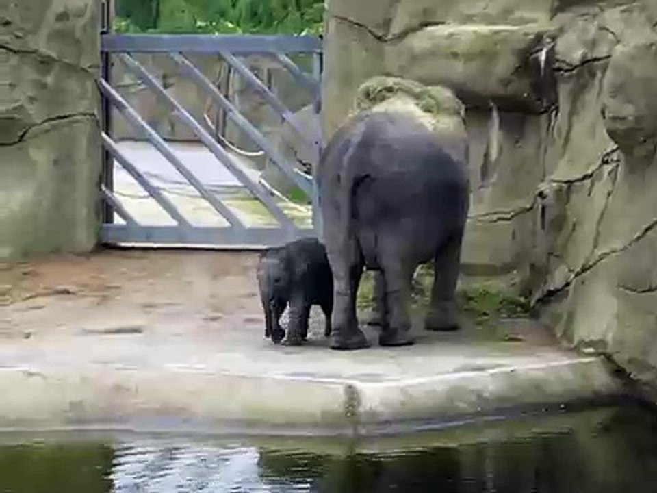 Elephant Baby Marlar Cologne Zoo