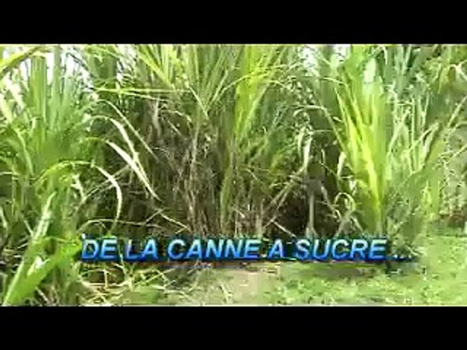 de la canne a sucre au rhum