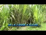 de la canne a sucre au rhum