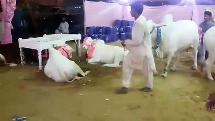 White Nukhre Buksh cattle and Dairy farm 2015
