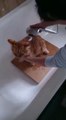 Cat wash cat bath Cute Red cat gatto bagno lavare