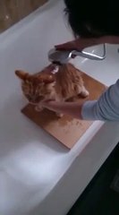 Cat wash cat bath Cute Red cat gatto bagno lavare