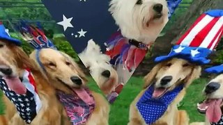 Happy Fourth of July! Patriotic Puppies   LOL!