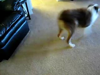 Buddy (australian shepherd) after a bath