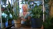 Houseplants #10:  Watering for high or low light plants