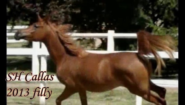 SH Callas Bint Armani, pouliche pur sang arabe de 2 ans, arabian horse filly 2 years old.