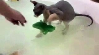 Sphynx Cat Having Bath Time