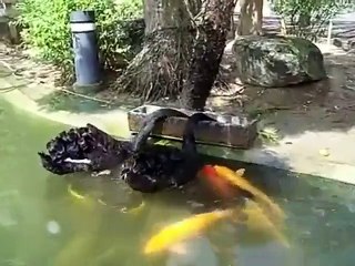 Amazing Duck and Fish - Must watch