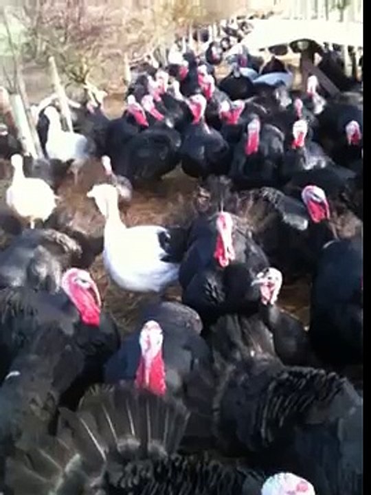 Turkeys respond to coughing!