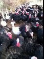 Turkeys respond to coughing!