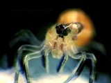 Spiderlings molting and using wind to travel (#138)