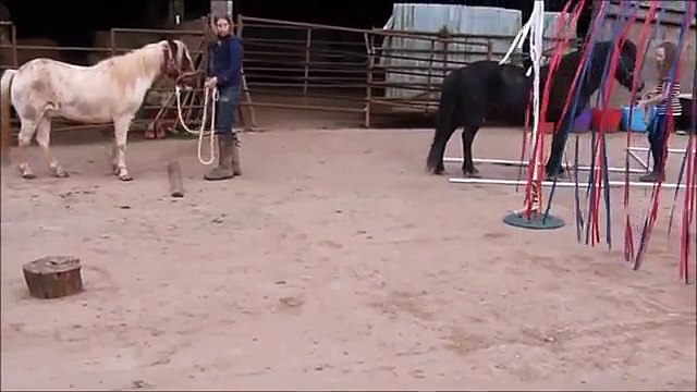 Horse-Agility-Pairs-Course-Class-B-August-201