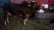 Lal Bachra Buksh cattle and Dairy farm 2015 Karachi