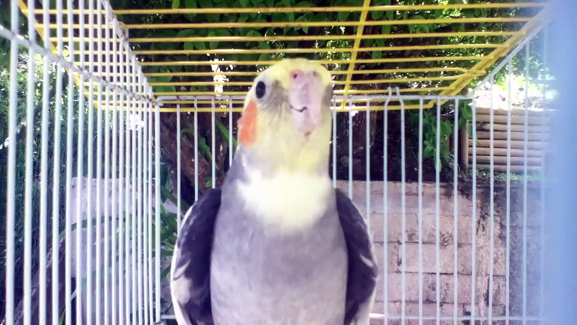 ⁣Cockatiel Singing (La Cucaracha & random sound)