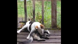 Funny cats annoying dogs - Funny animals compilation 2015 | MrFunny