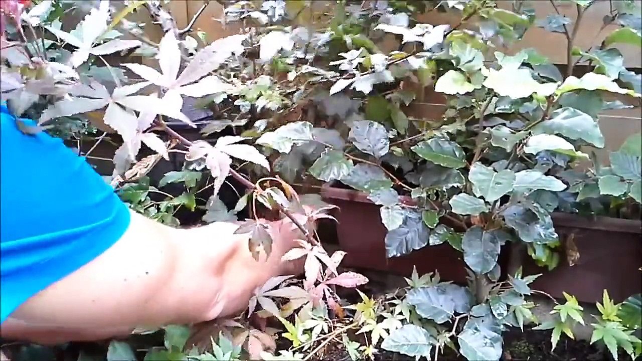 Acer Campestre Fusion Bonsai-part2