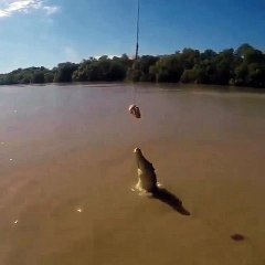 Jumping Crocodile