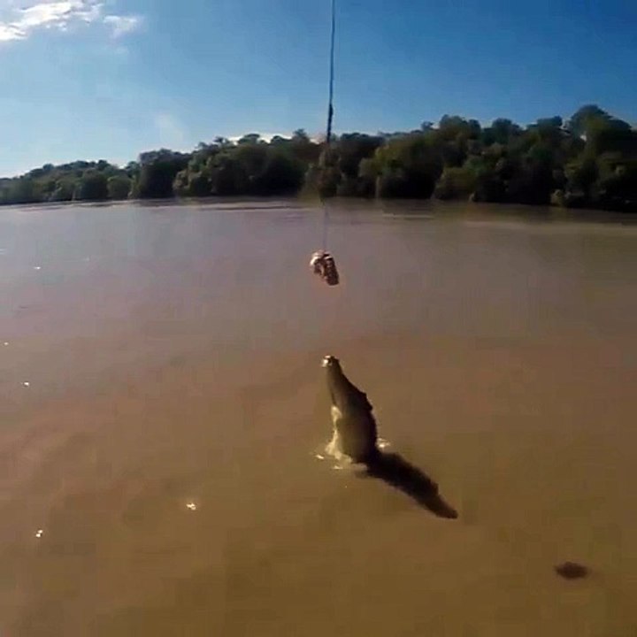 Jumping Crocodile