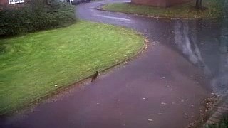Cat fails trying  to catch a pidgeon