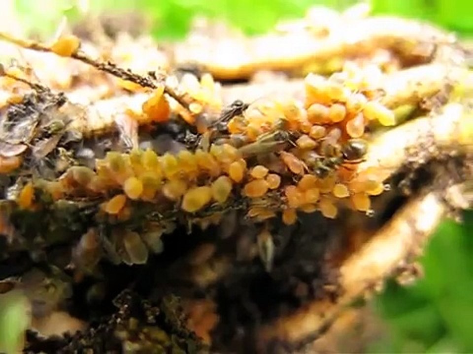 Ants farming aphid eggs?