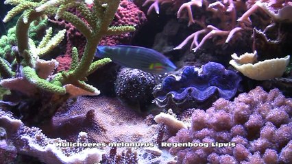 Het aquarium van Jan Willem Esselaar