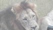 Lions at Djuma on 12- 08 - 2012  6:00am