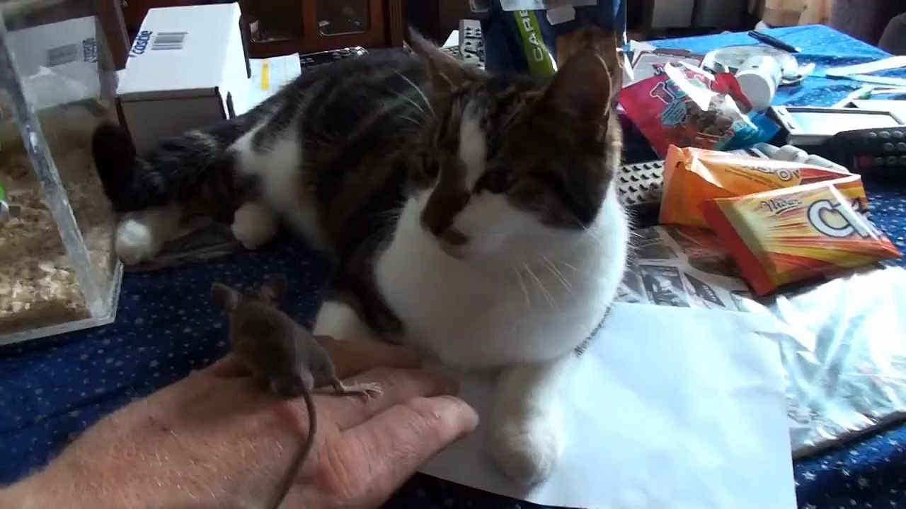 Tame House Mouse