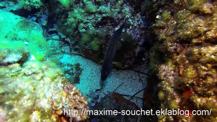 LA BALISE DES MAGNONS