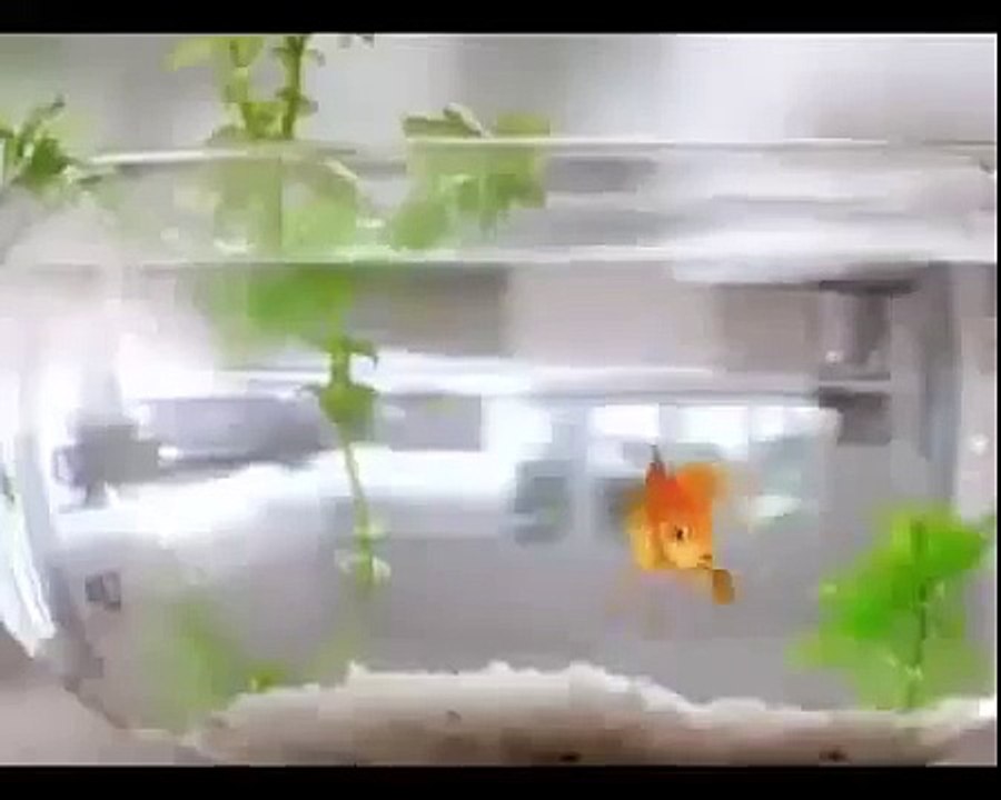 Funny Ads | QC ] Quảng Cáo  Kokomi đánh đu mới